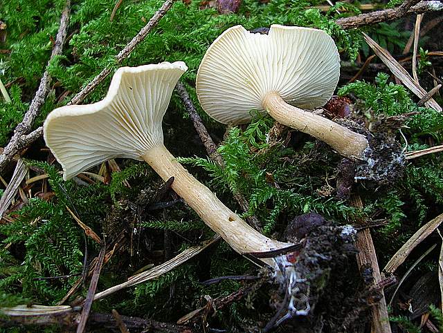 La Flora fungina negli aspetti microclimatici subtropicali